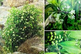 Image result for Leptactina platyphylla