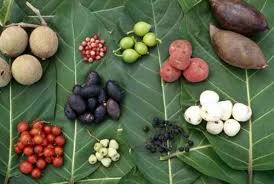 Bush Tucker With Images Aboriginal Food Native Foods Wild Food
