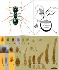 How to find the best pest control company in my area? Dispersal Strategies Of Microfungi Springerlink