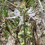 Image result for Ocimum filamentosum