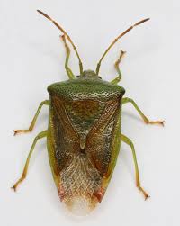 Image result for Antherotoma