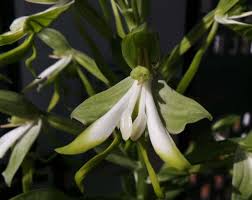 Image result for Bonatea antennifera