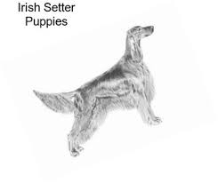 English setter pups in virginia. Hunting Dogs English Setter For Sale In Philadelphia Agriseek Com