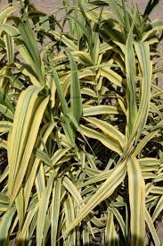 Image result for Arundo donax