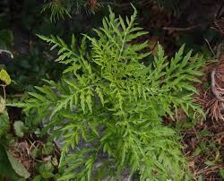 Ragweed is found in fields, gardens, roadsides and waste stay one step ahead of ragweed. Ragweed Pollenwarndienst