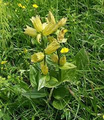 Image result for Schinziella