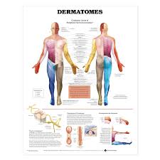 Dermatomes Anatomical Chart