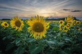 Psychedelics as Therapeutics Psychedelic Support · Psychedelic Support