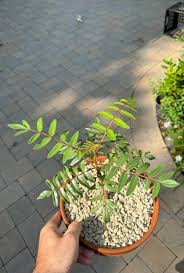 Image result for Erythrophysa