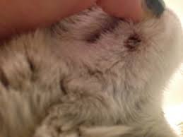 Lump on cat's stomach may develop due to various reasons, many of which are not dangerous, but require timely treatment and attention from the owner. Scabby Bump On Cat S Chin Thecatsite