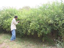 Image result for Cajanus