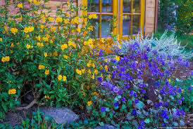 Image result for Mimusops afra