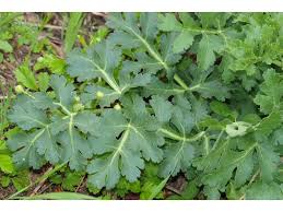 Image result for Tricalysia pallens