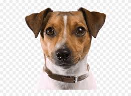 Check spelling or type a new query. Rat Terrier Puppies Dogs Search Perro Cazador De Ratas Clipart 1722459 Pikpng
