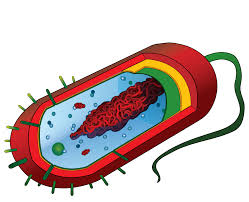 Animal cell picture no labels. File Average Prokaryote Cell Unlabled Svg Wikimedia Commons