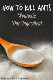 Best for ant killing in a pinch. Diy Nontoxic Method To Kill Ants My Frugal Adventures Kill Ants Ants Get Rid Of Ants