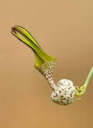 Image result for Ceropegia haygarthii
