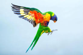 Australian Birds In Flight Images Abc Australia On Instagram Caption This Wildeyeview Abcmyphoto Birdsofinstagram Bird Flight Nature Birdphoto Backyard Birds Bird Bird Photography