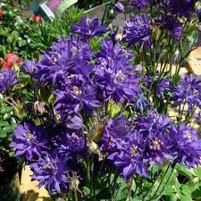 ancolie clementine blue aquilegia vulgaris ancolie jardin de cure fleurs originales