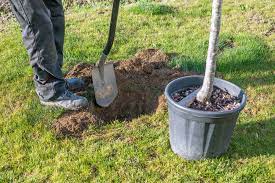 Wann ist die beste zeit einen obstbaum zu pflanzen? Apfelbaum Pflanzen Schritt Fur Schritt Erklart
