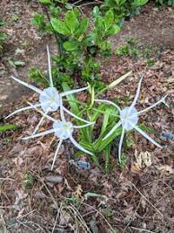 Image result for Xerophyta humilis