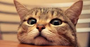 Check spelling or type a new query. Tafsir Arti Mimpi Kucing Masuk Rumah Menurut Islam Dan Primbon Dunia Kedutan