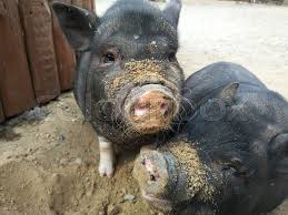 From calf to camel and friends: Two Small Black Pigs At Farm Stock Image Colourbox