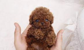 The Teacup Poodle Facts About This Miniature Breed Animal Corner