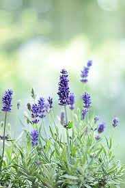 Beas Gedankensprudler Designblog Lavendel Pflanzen Lavendelbluten Lavendel Pflanze