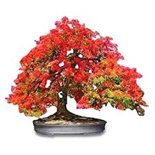 Flamboyant Bonsai Tree For Sale Bonsai Tree