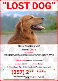 Image result for lost dog