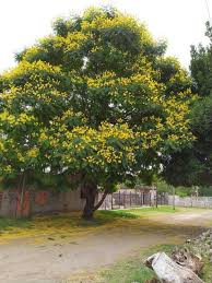 Image result for Peltophorum pterocarpum