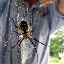 Legal words that have to appear at the bottom of a website. Pest Control In Bay Shore Yelp