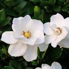 Image result for Gardenia 2011 MiTo