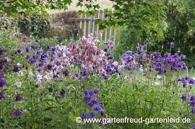 Check spelling or type a new query. Aquilegia Akelei Gartnern Mit Stauden