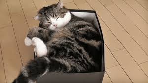 Thank you gif is here to stay! Meme Creation Thank You Cat Meme Gif