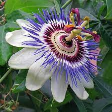 Beautiful Good Luck Plants You Should Add To Your Home Live Enhanced Blue Passion Flower Passion Flower Plant Passion Flower