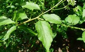 Image result for Microglossa