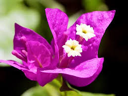 Image result for Bougainvillea Close Jigsaw Puzzle