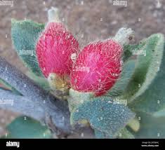 Image result for Erianthemum ngamicum