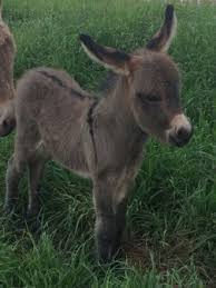 Miniature Donkeys For Sale Miniature Donkey Mini Donkey Donkey
