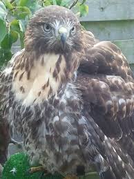 Buizerds kennen een gevarieerd dieet. Roodstaart Buizerd Vv Hobokense Valkerij