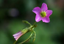 Image result for Oxalis debilis