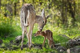 List of 4 faon definitions. Photo Une Biche Et Son Faon