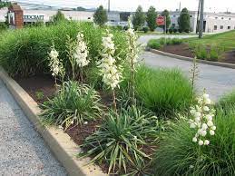 Photo Of Adam S Needle Yucca Filamentosa Uploaded By Ilparw In 2021 Yucca Filamentosa Yucca Plants