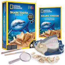 Amazon.com: NATIONAL GEOGRAPHIC Shark Tooth Dig Kit - Excavate 3 Real Shark  Tooth Fossils Including Sand Tiger, Otodus and Crow Shark - Great Science  Gift for Marine Biology Enthusiasts : Toys & Games