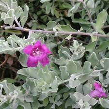 Gray Cloud Texas Sage