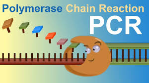 Pcr Polymerase Chain Reaction Iqog Csic Youtube