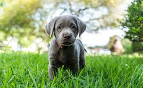 Black puppy black lab puppies newborn puppies new puppy puppies for sale baby animals labrador retriever super cute dogs. Silver Lab Dog Breed Information And Owner S Guide All Things Dogs All Things Dogs