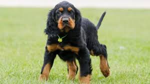 Setter breeds are classified as members of either the sporting or gundog group depending on the national kennel club or council. Gordon Setter Welpen Welpenknigge De